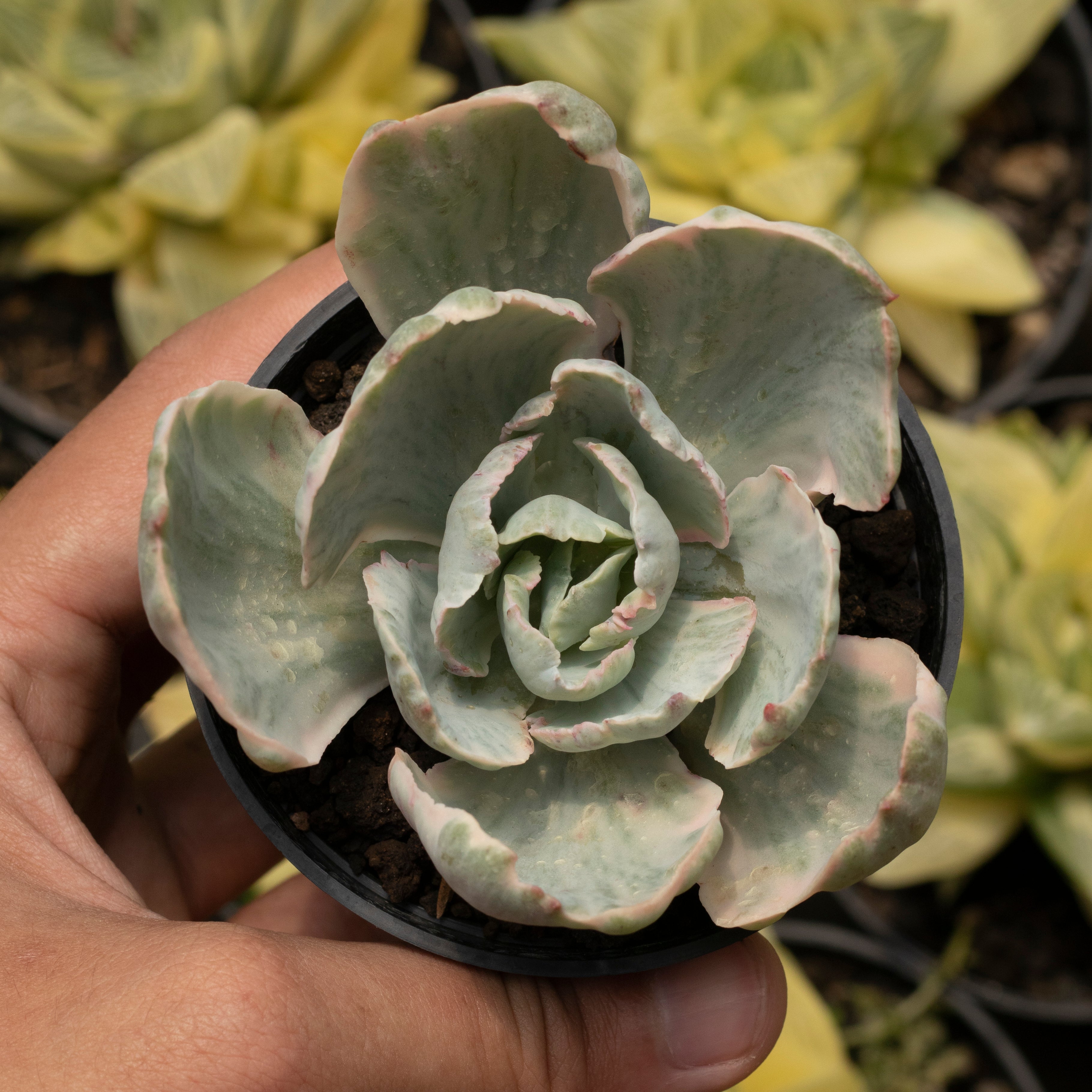 Echeveria White Cloud – Succulentasia