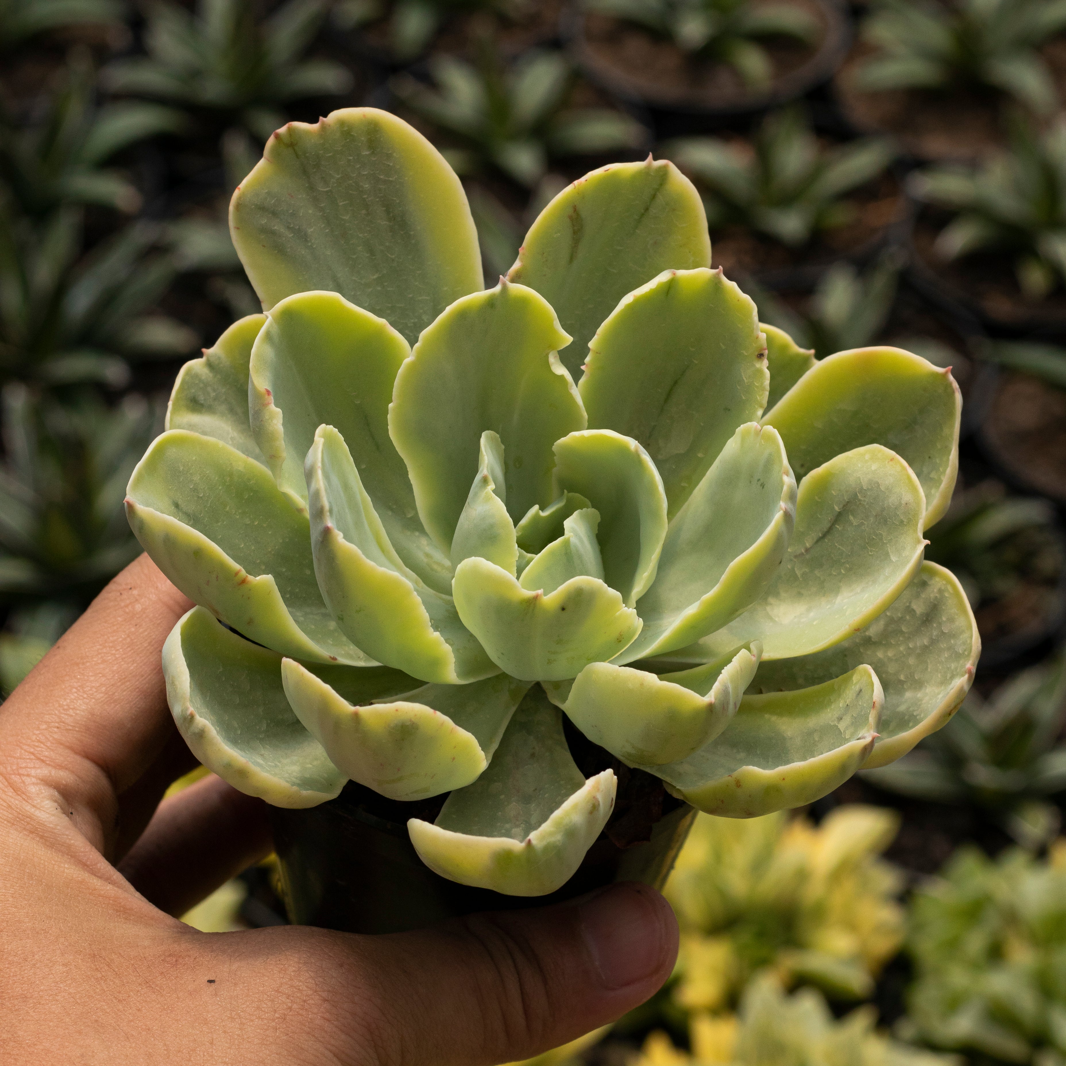 mint green succulents Echeveria Green Mint