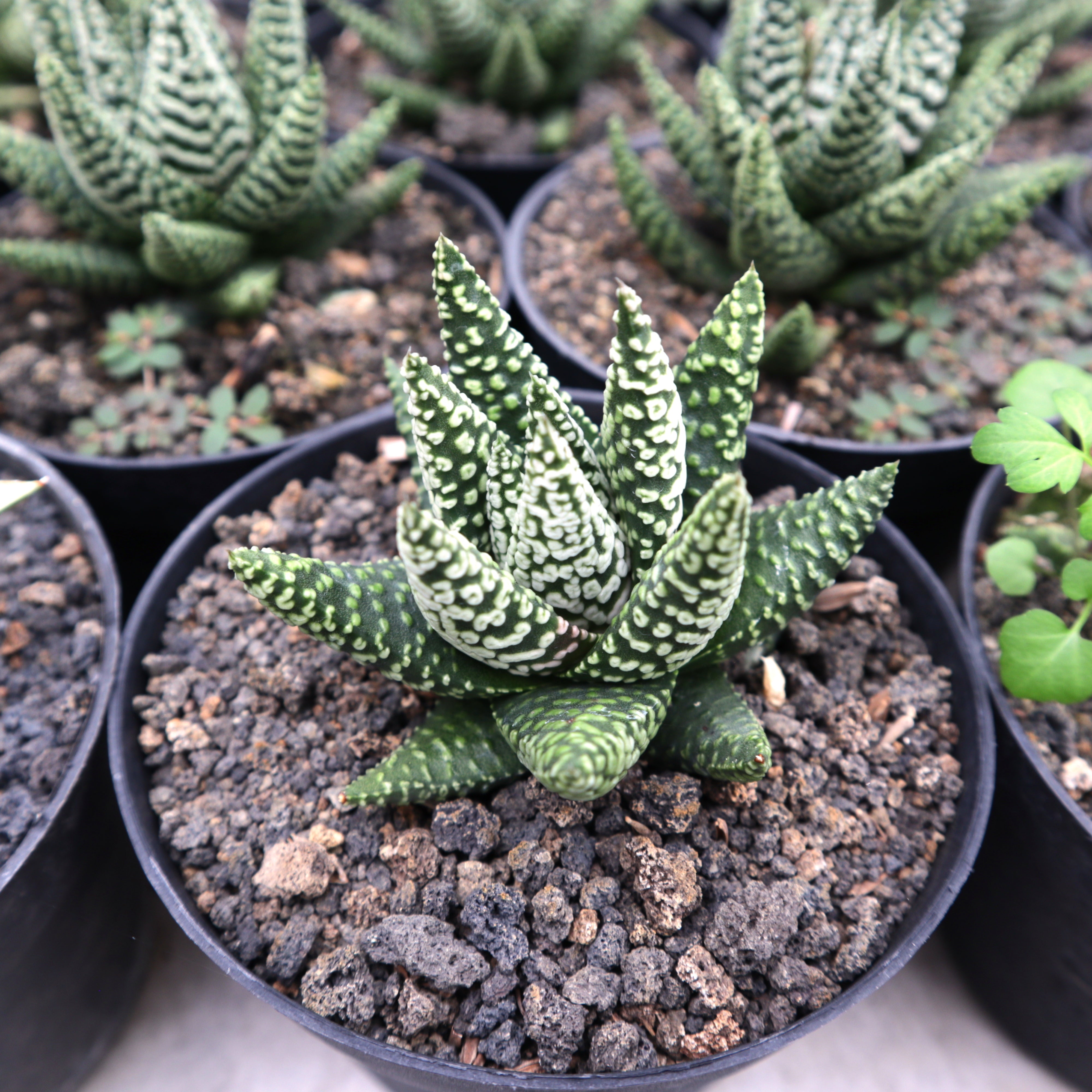 ring plant succulent Haworthia Little Circles – Succulentasia