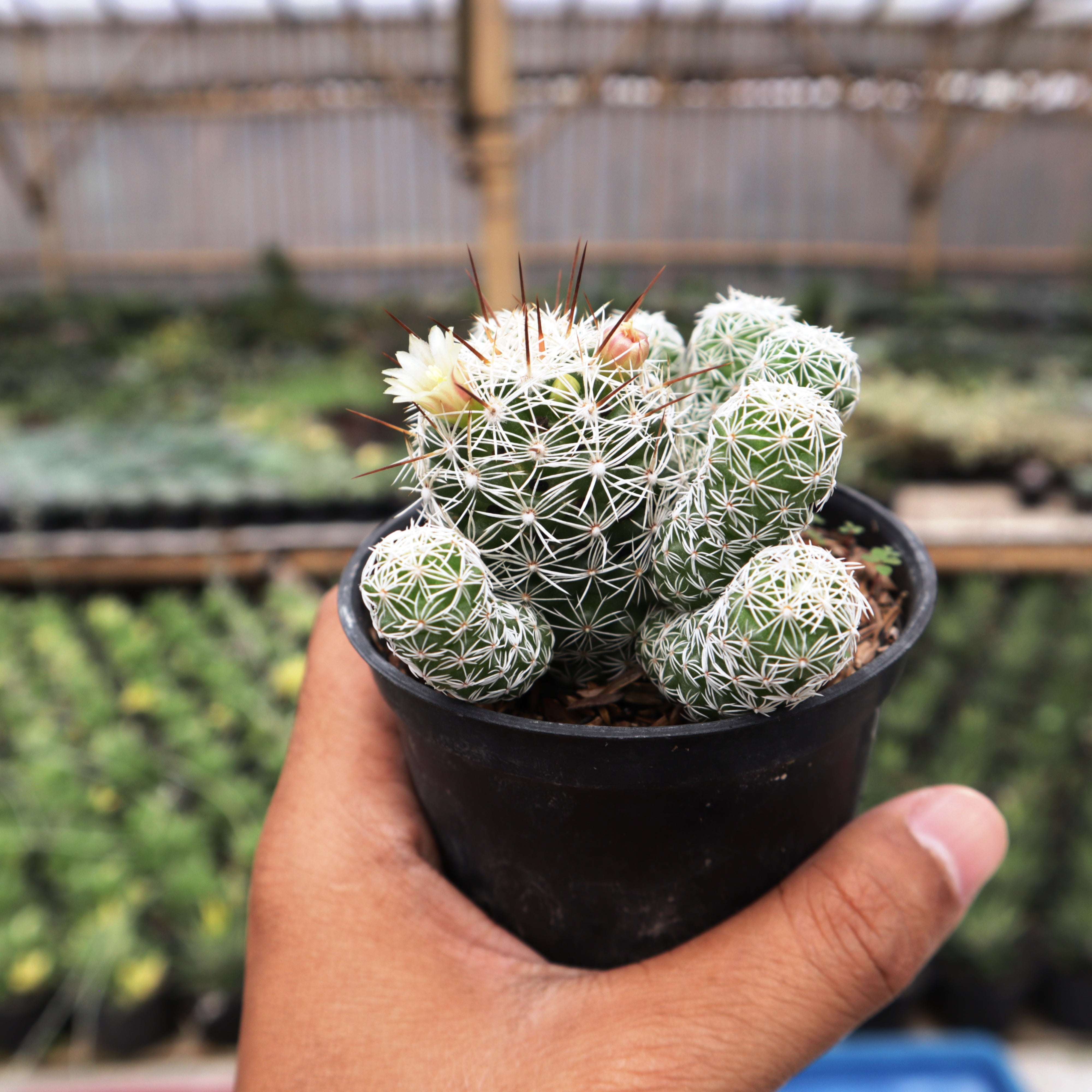 Mammillaria Gracilis – Succulentasia