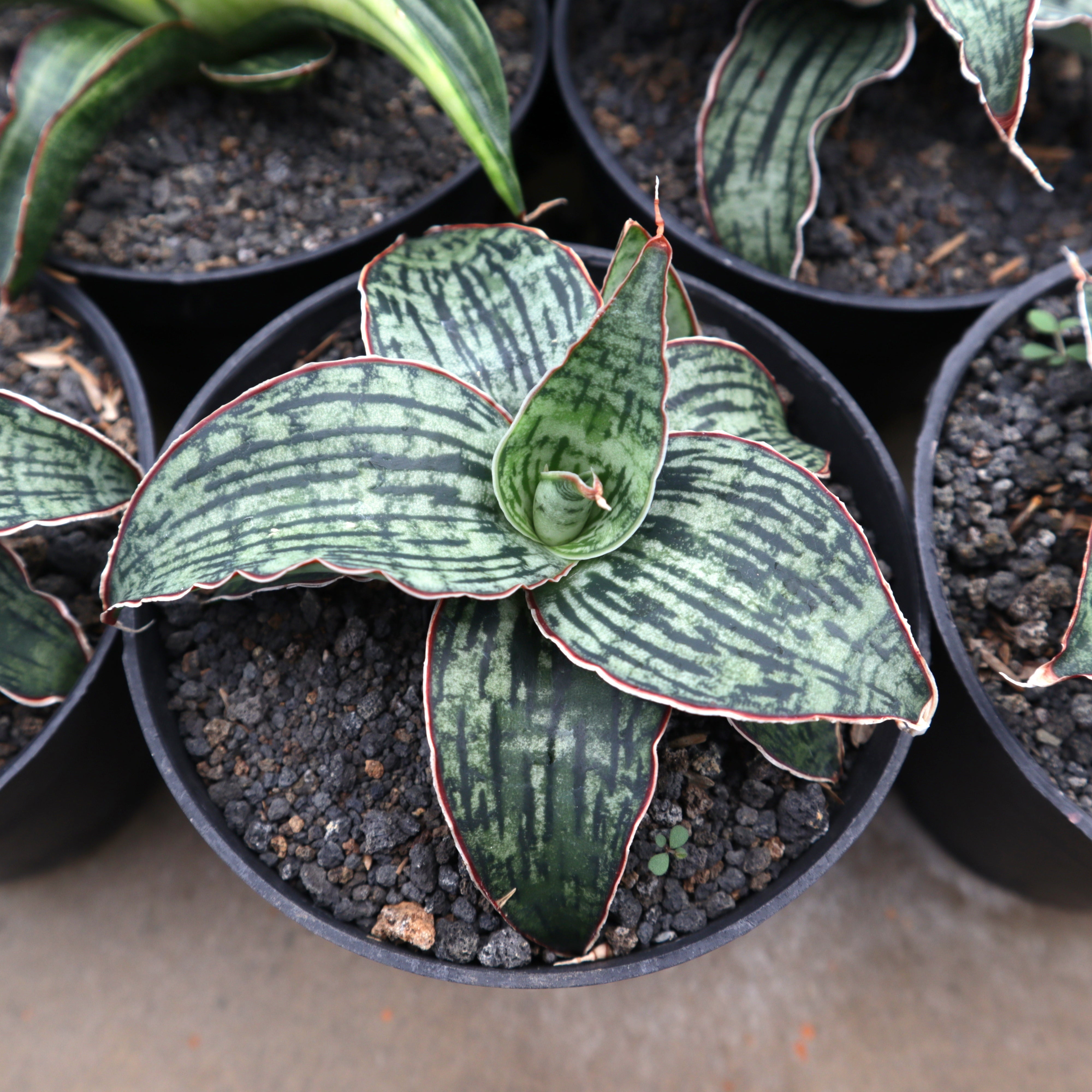 cleopatra plant indoor Sansevieria Cleopatra