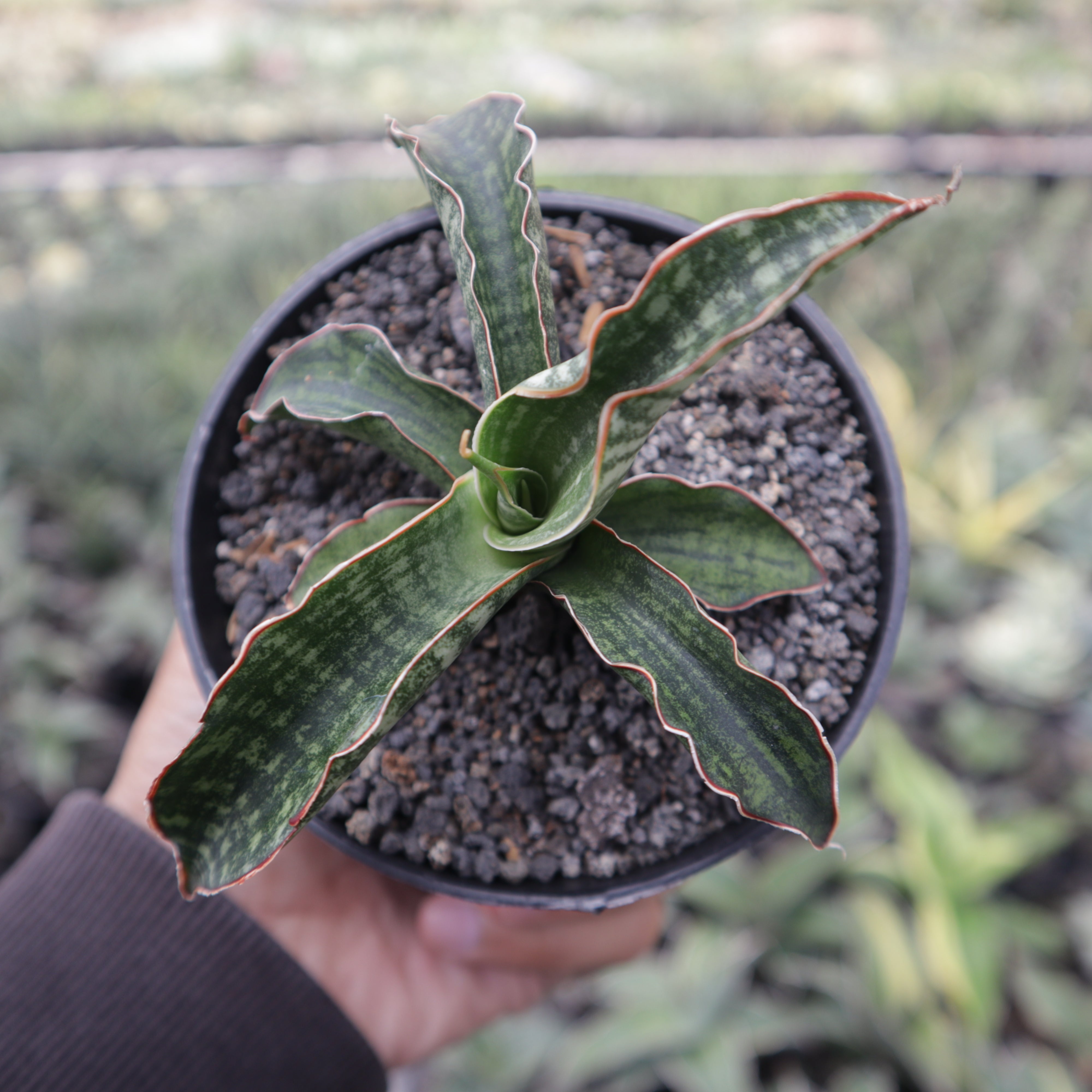 sansevieria dancing lady Sansevieria Lady Gaga – Succulentasia
