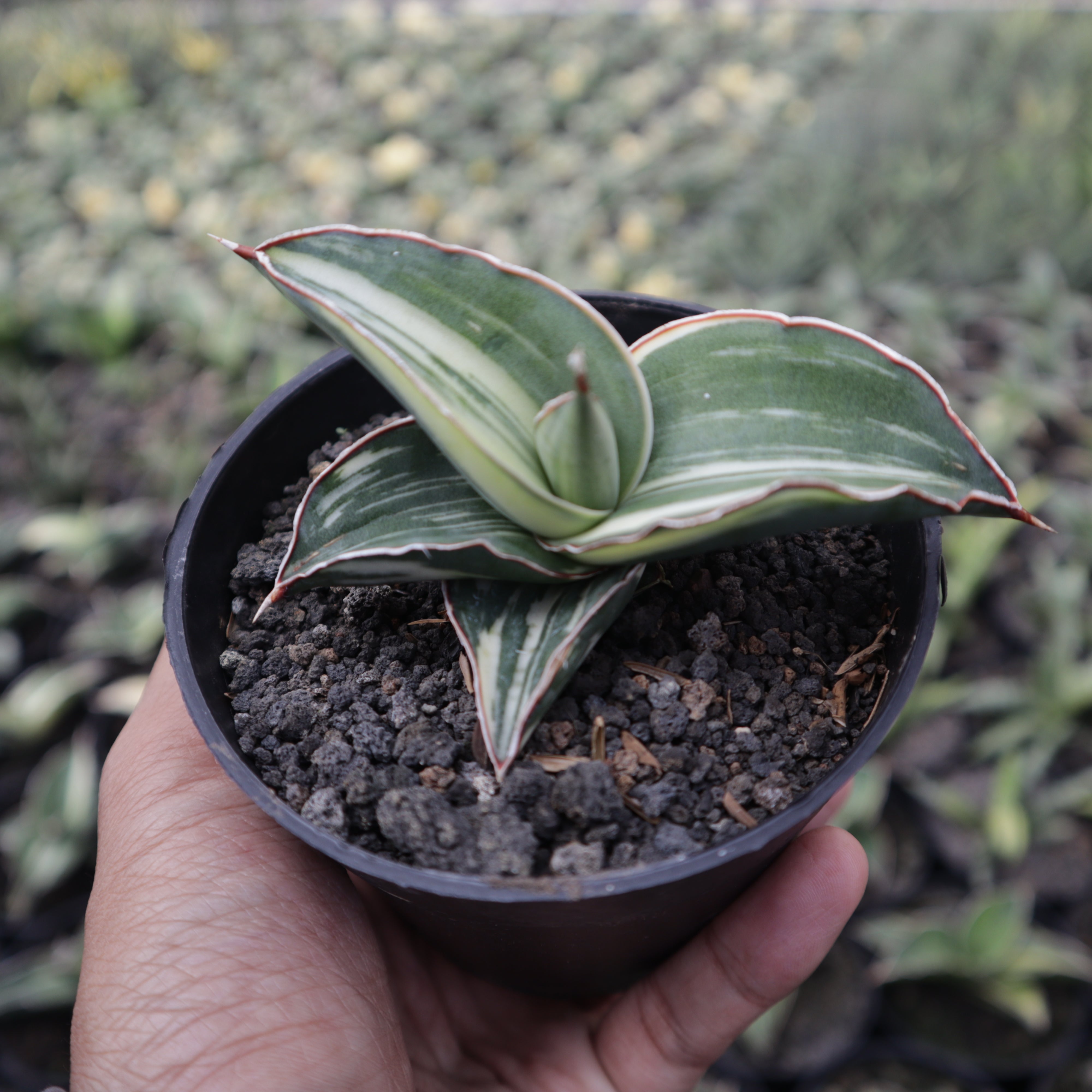 Sansevieria Robusta Variegated White – Succulentasia