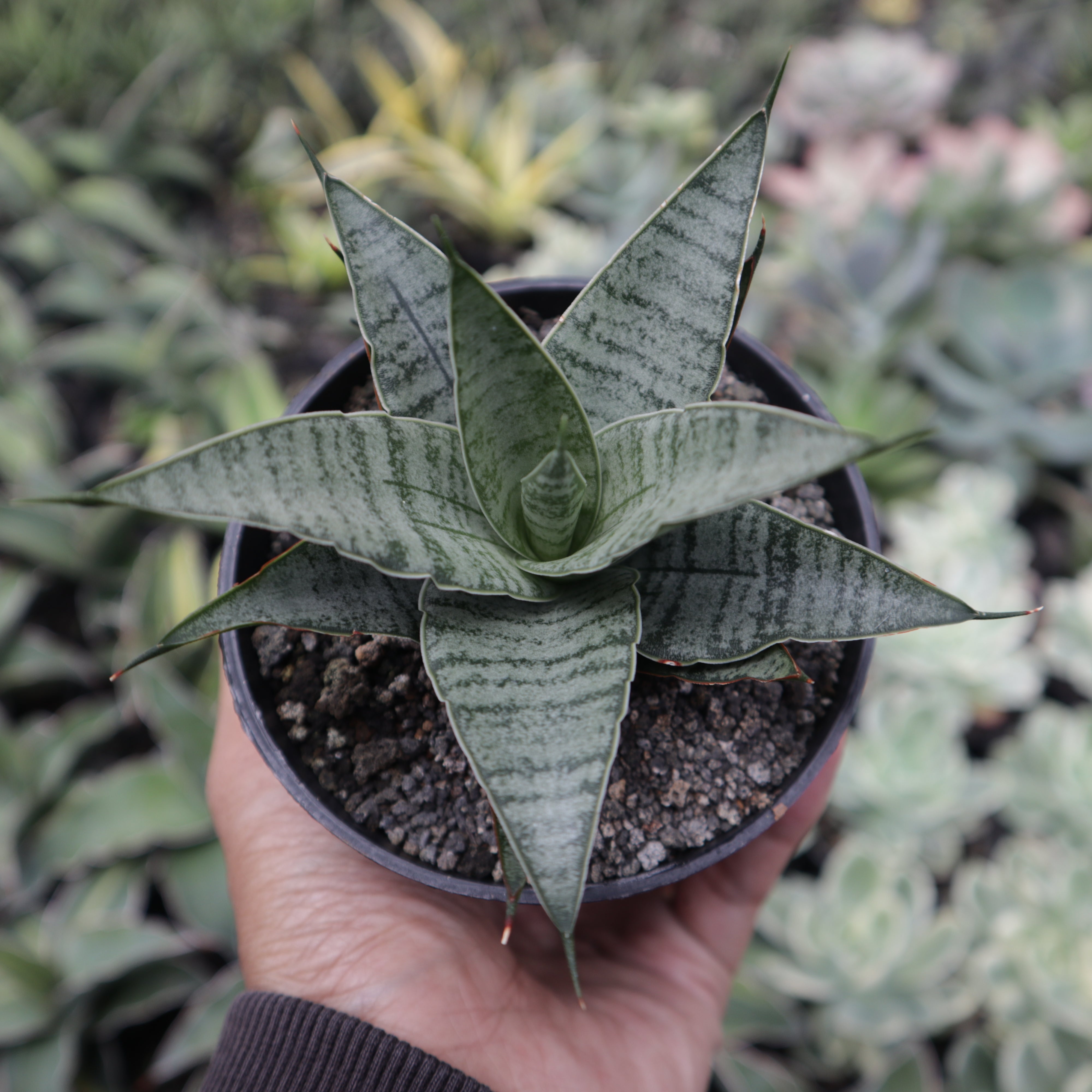 Sansevieria Sweet Celery – Succulentasia
