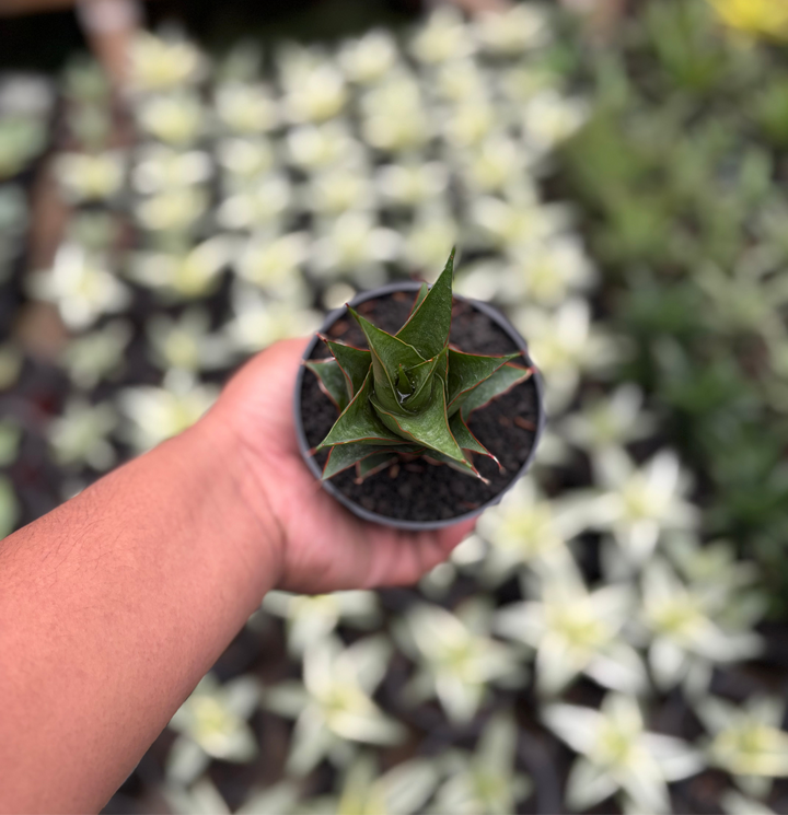 Sansevieria Marlena