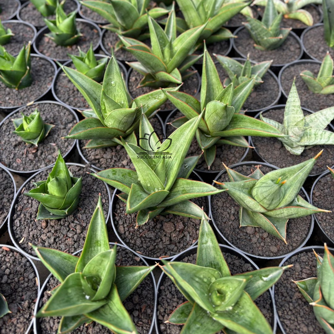 Sansevieria Zavier