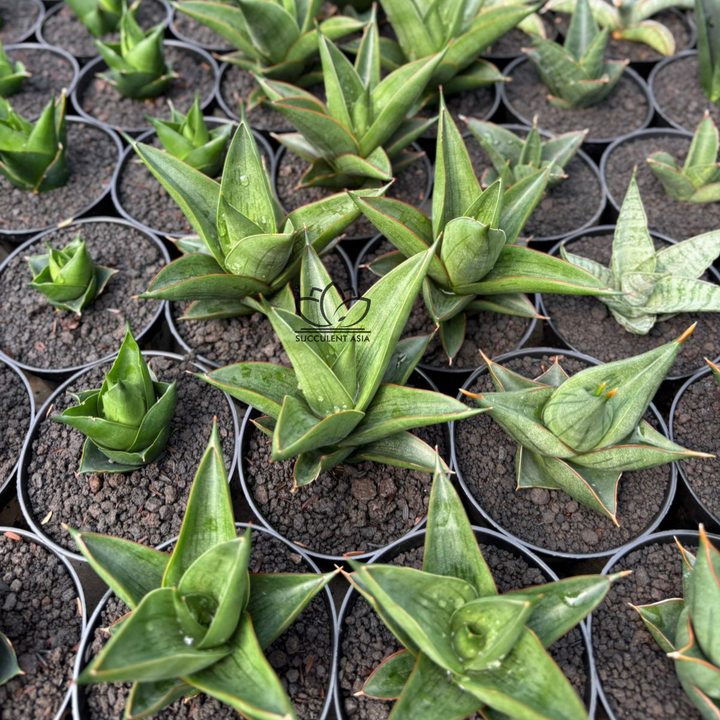 Sansevieria Zavier