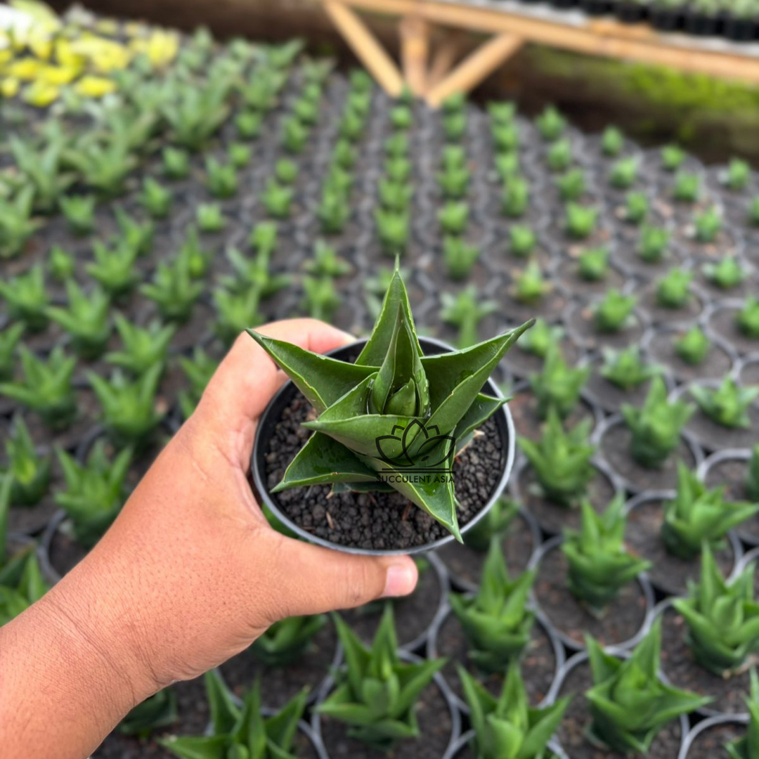 Sansevieria Tower black