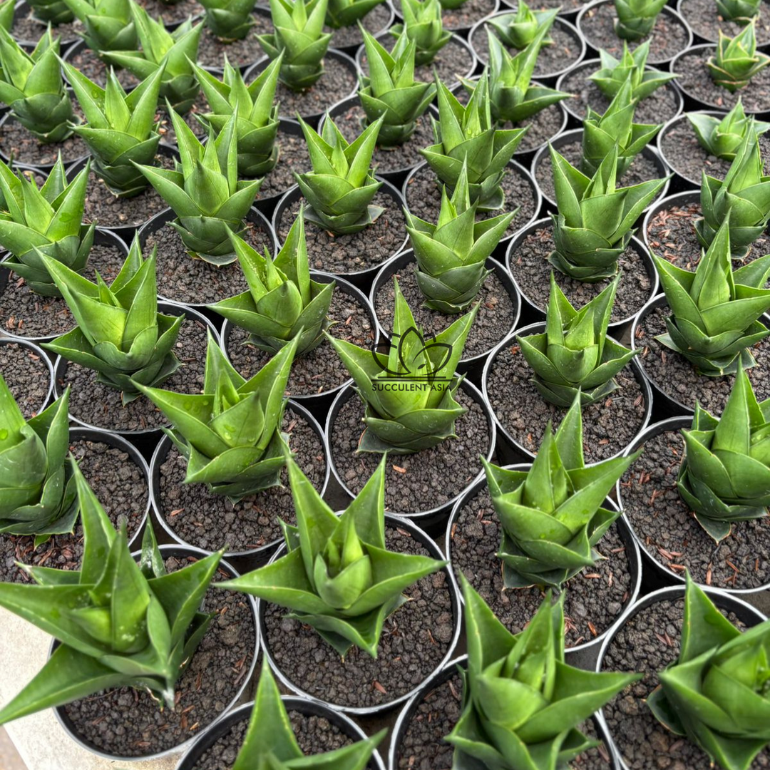 Sansevieria Tower black