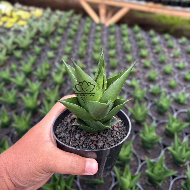 Sansevieria Tower black