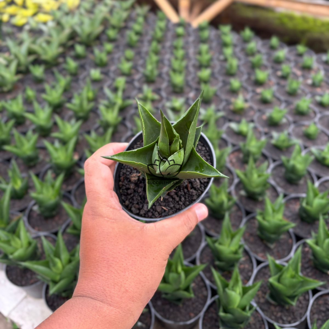 Sansevieria Tower black