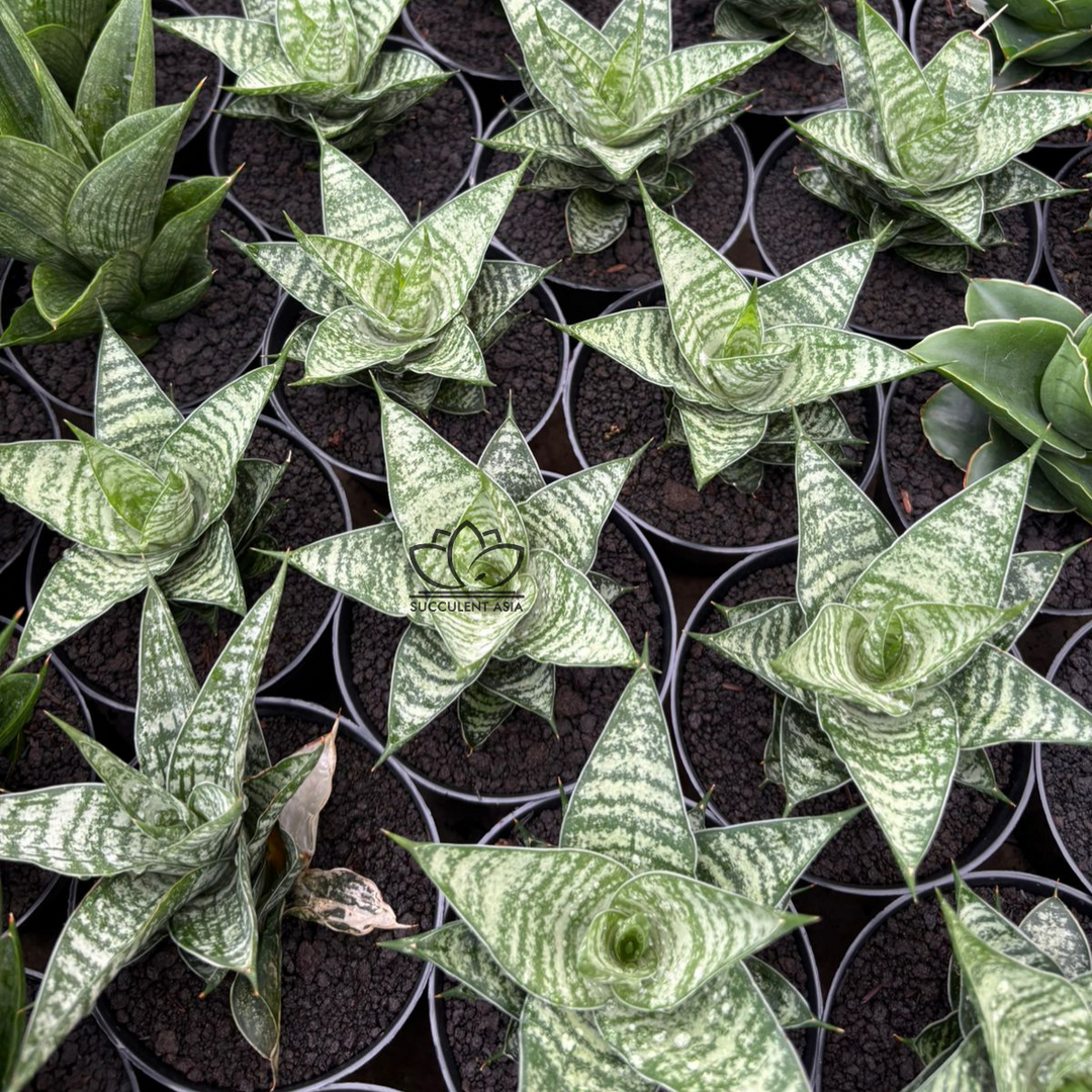 Sansevieria Konoha
