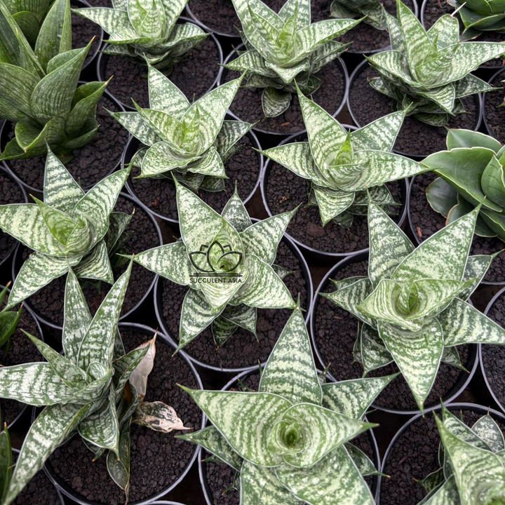 Sansevieria Konoha