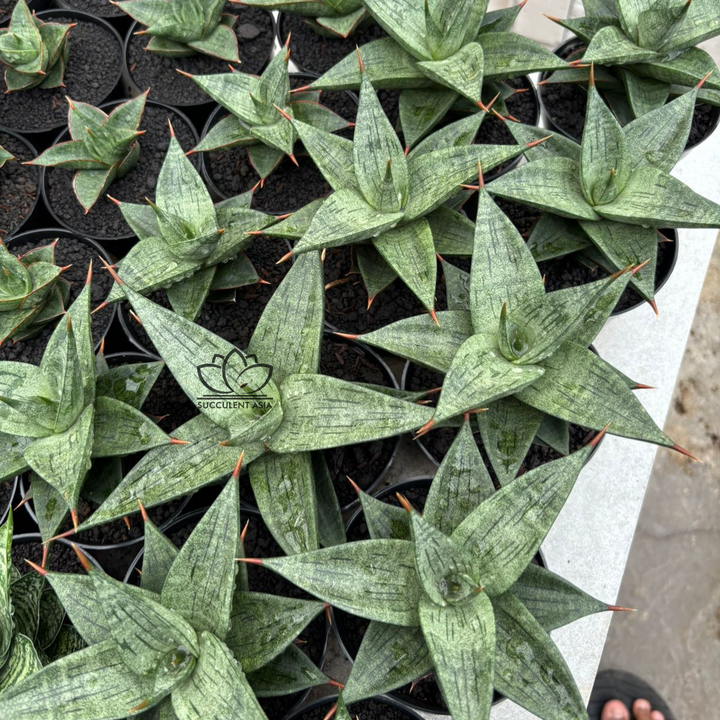 Sansevieria Dulcis