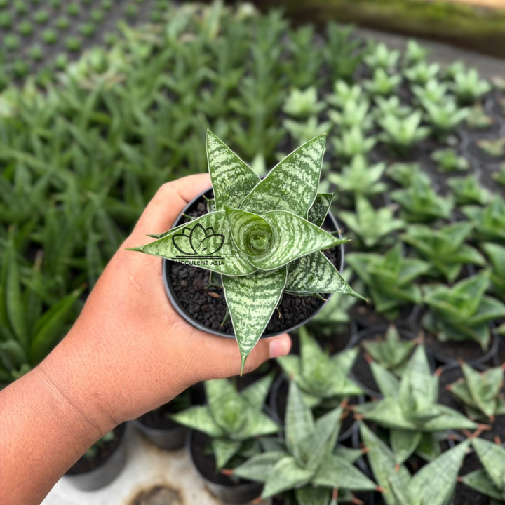 Sansevieria Konoha