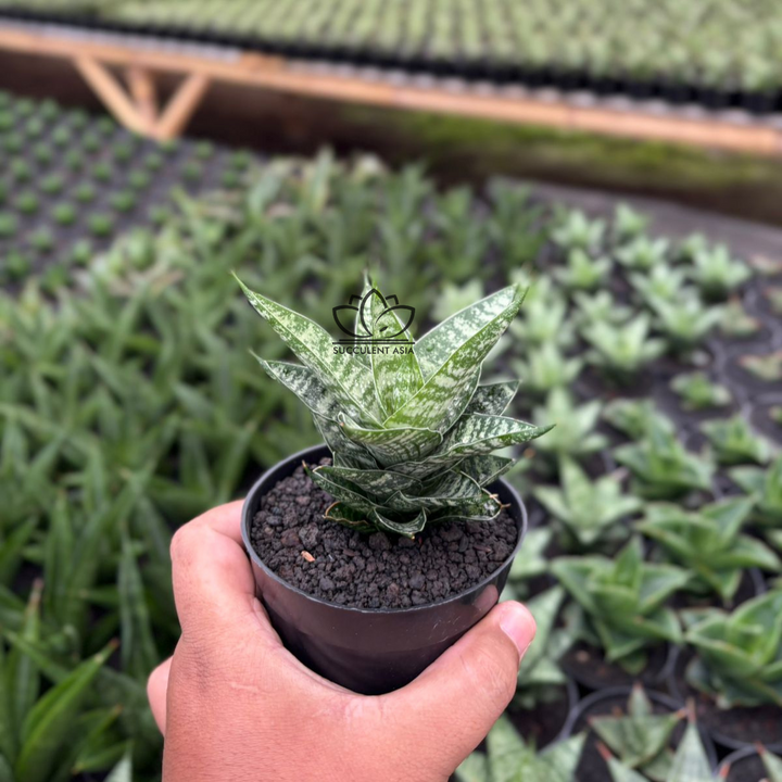 Sansevieria Konoha