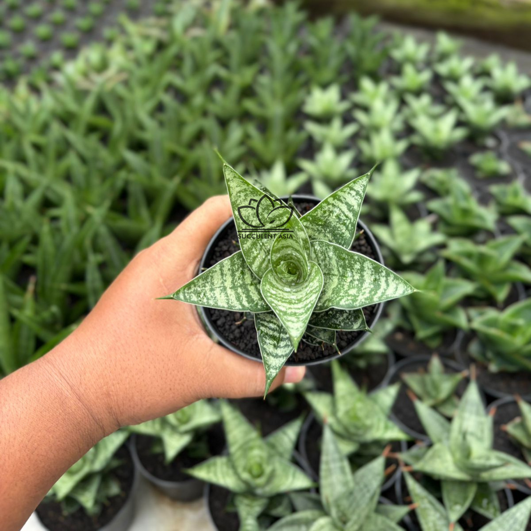 Sansevieria Konoha
