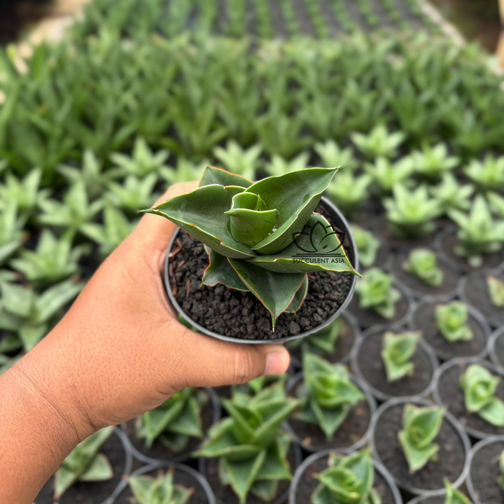 Sansevieria RDJ