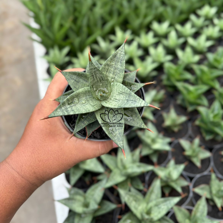 Sansevieria Dulcis