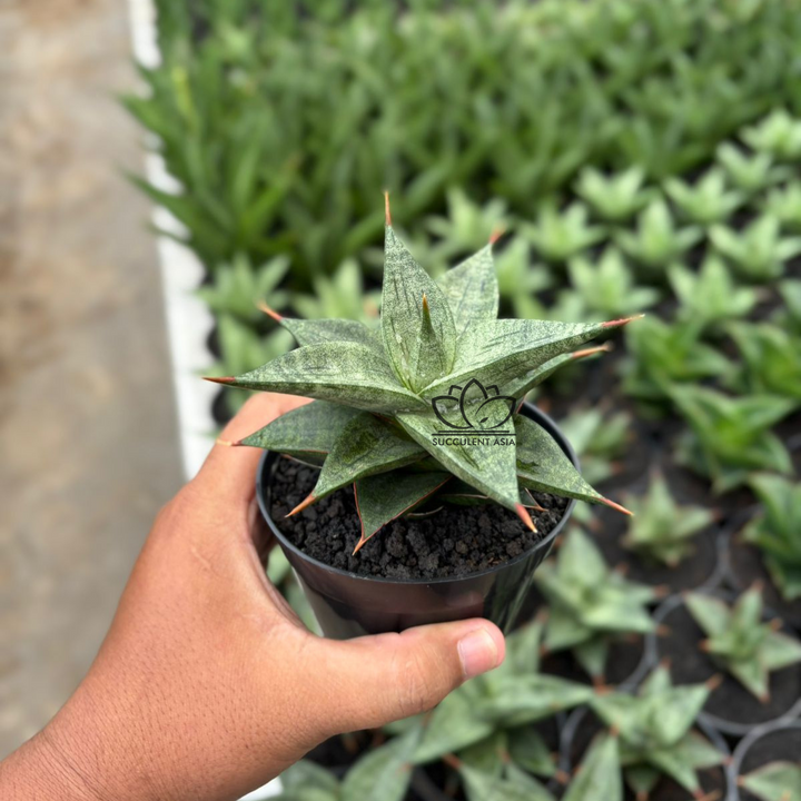 Sansevieria Dulcis