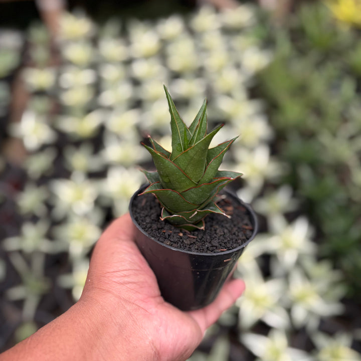 Sansevieria Marlena