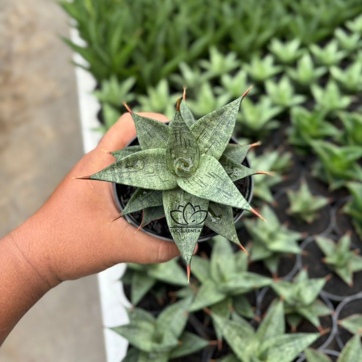 Sansevieria Dulcis