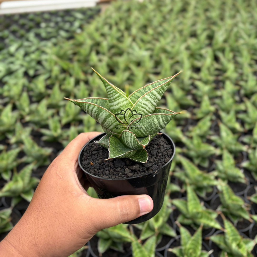 Sansevieria aurora