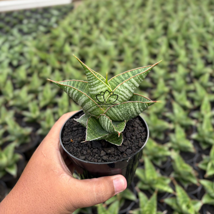Sansevieria aurora
