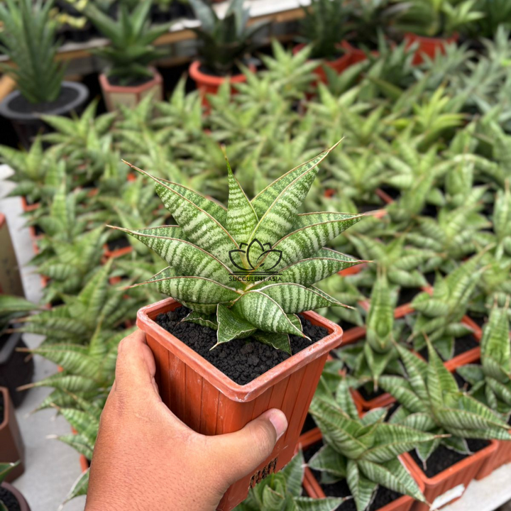 Sansevieria aurora