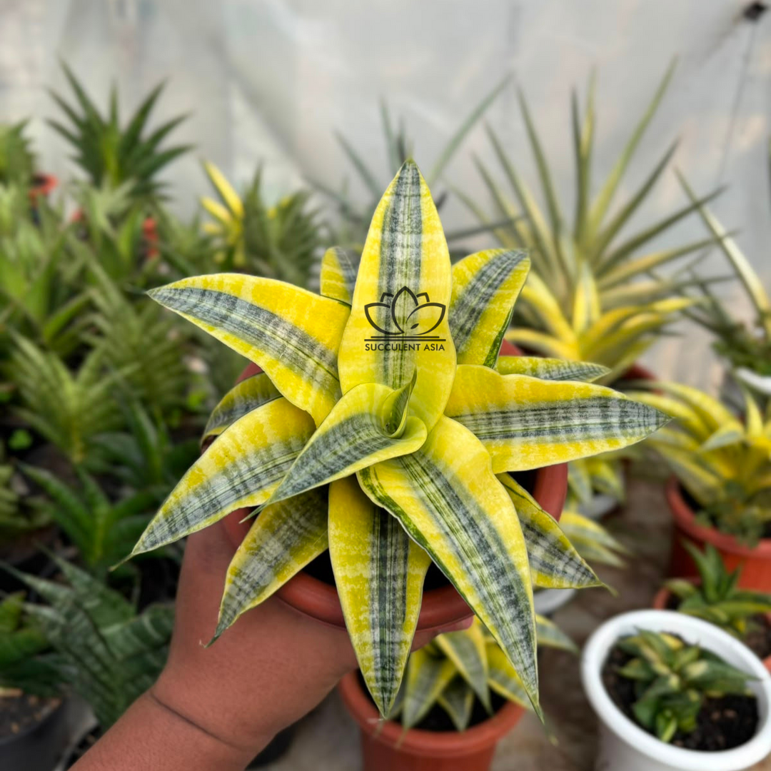 Sansevieria Spyder Aurea variegated