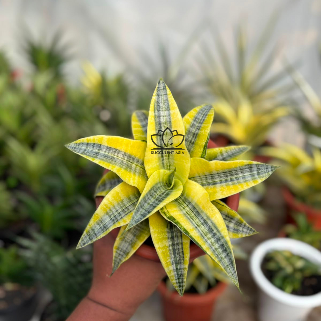 Sansevieria Spyder Aurea variegated
