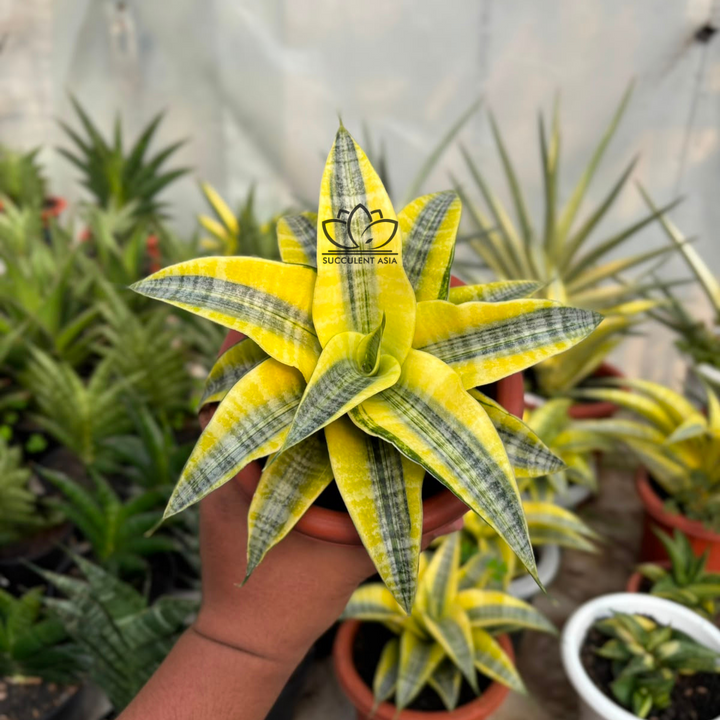 Sansevieria Spyder Aurea variegated