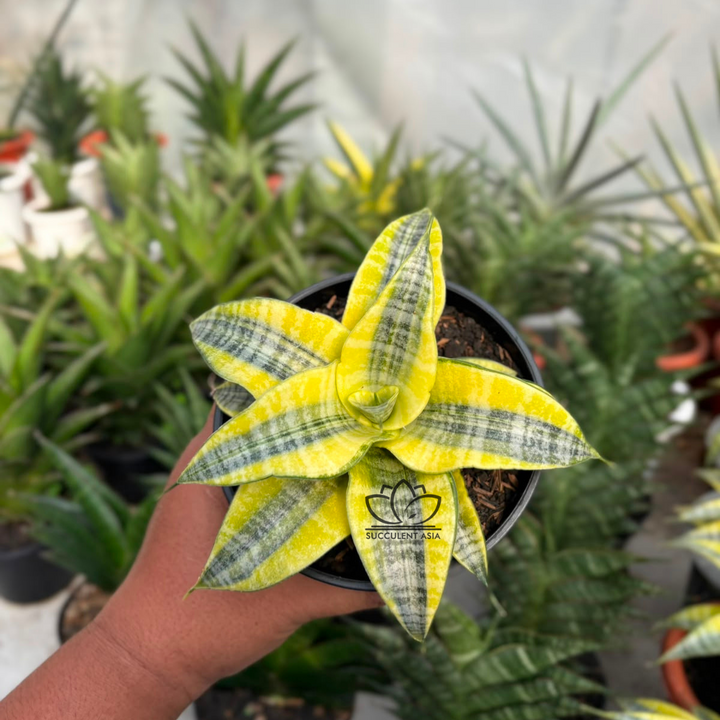 Sansevieria spyder variegated yellow