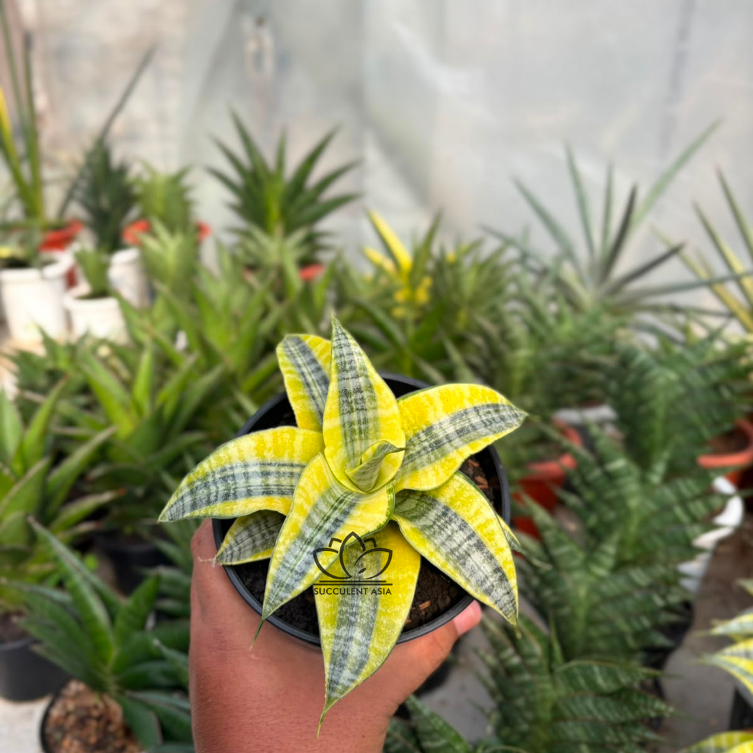 Sansevieria spyder variegated yellow
