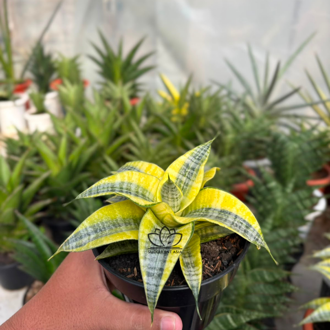 Sansevieria spyder variegated yellow