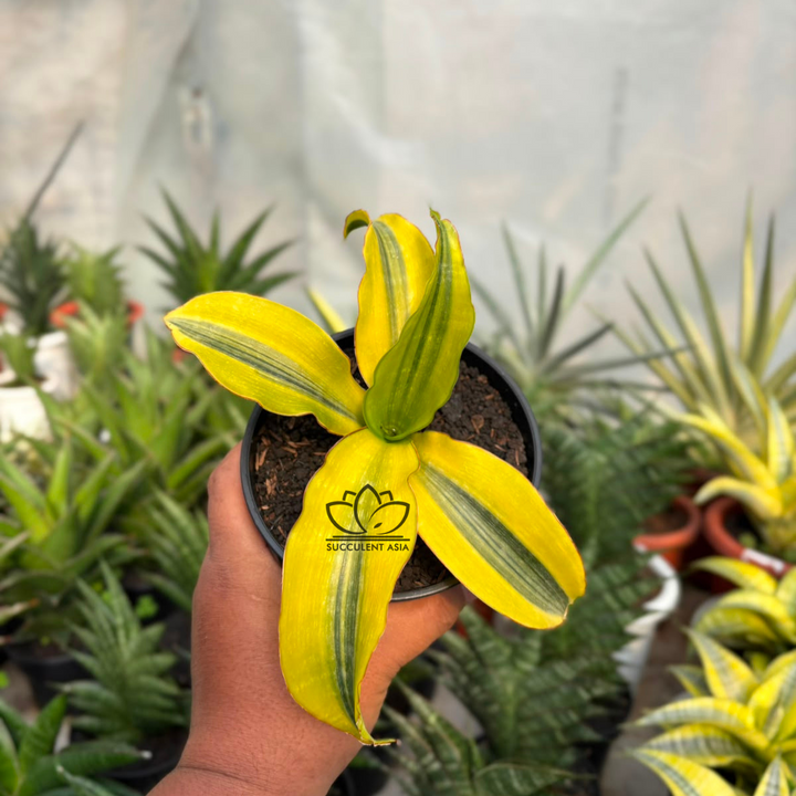 Sansevieria malawi variegated yellow