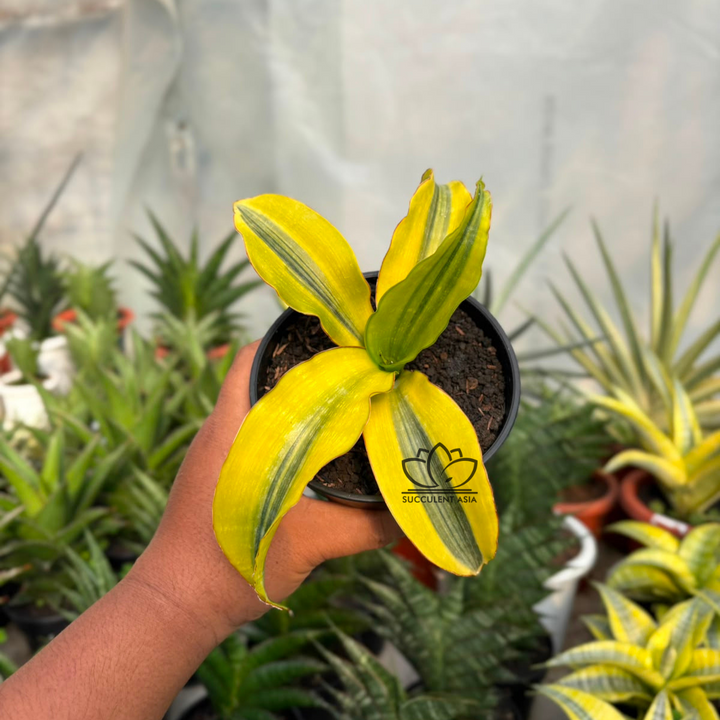 Sansevieria malawi variegated yellow