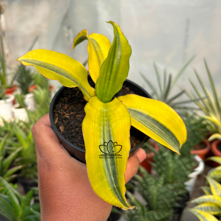 Sansevieria malawi variegated yellow