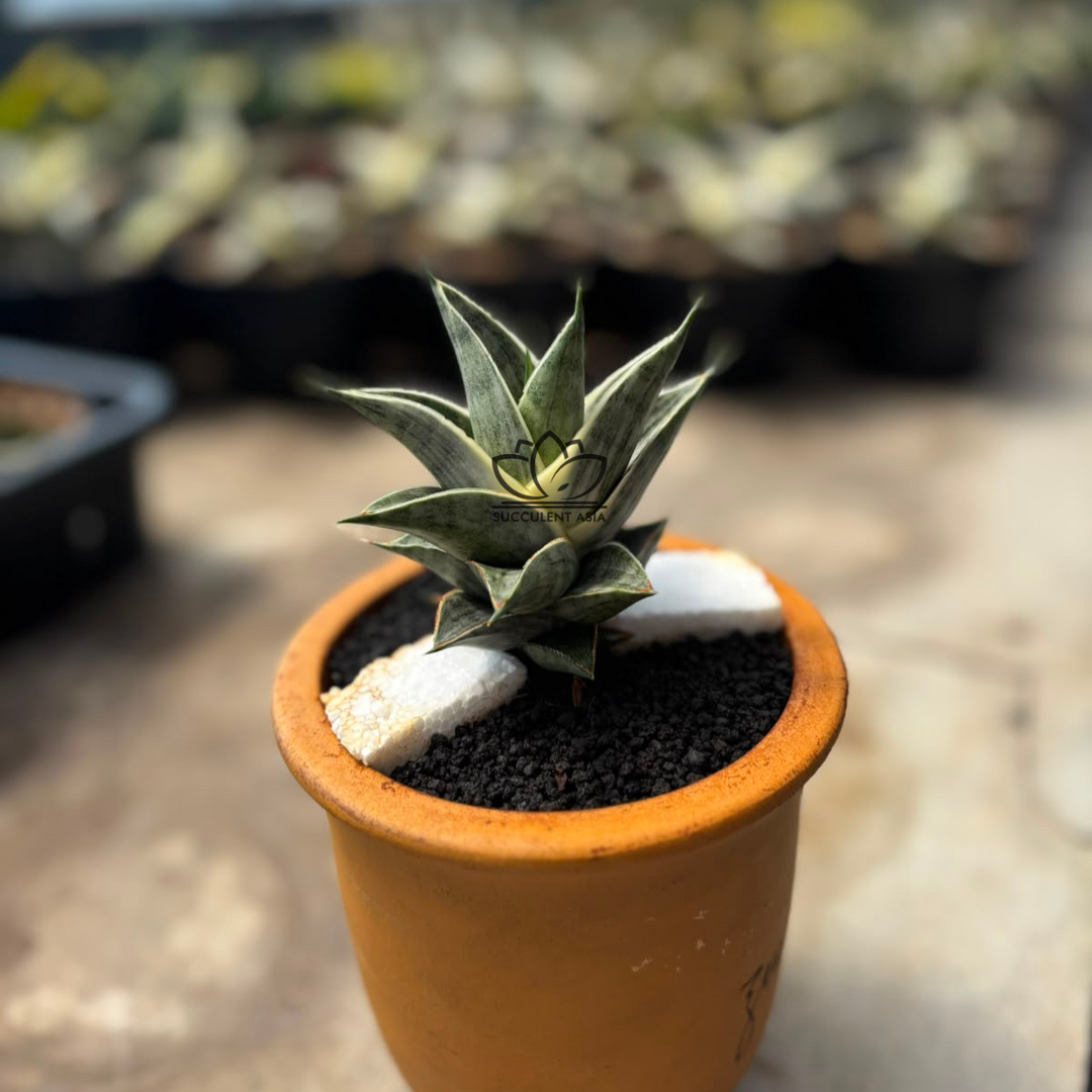 Sansevieria sindoro variegated white