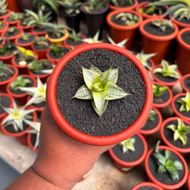 Sansevieria jatayu variegated white