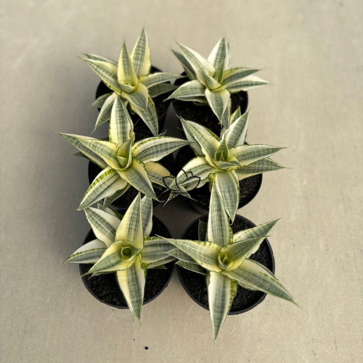 WHOLESALE : 5 pcs Gabriela variegated white