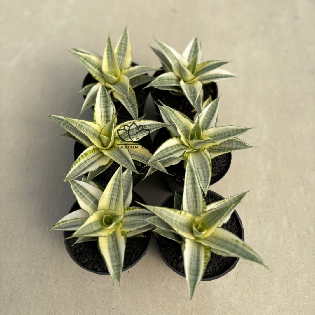 WHOLESALE : 5 pcs Gabriela variegated white