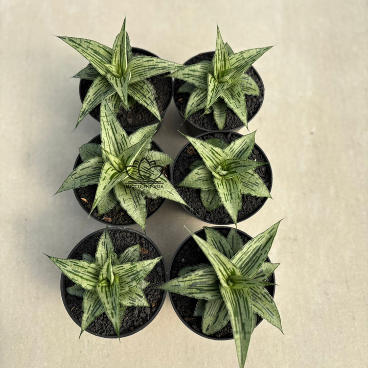 WHOLESALE : 6 pcs Sansevieria Bianca