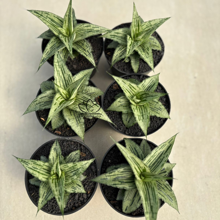 WHOLESALE : 6 pcs Sansevieria Bianca