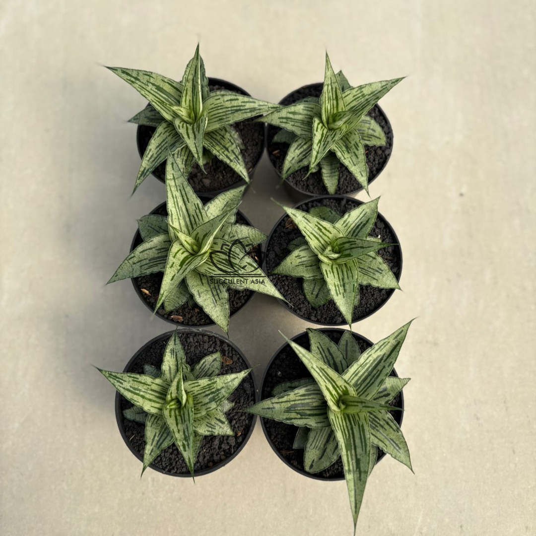 WHOLESALE : 6 pcs Sansevieria Bianca