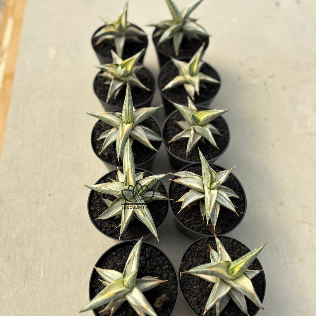 WHOLESALE : 10 pcs Sansevieria Blue clone White Variegated
