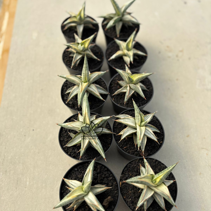 WHOLESALE : 10 pcs Sansevieria Blue clone White Variegated