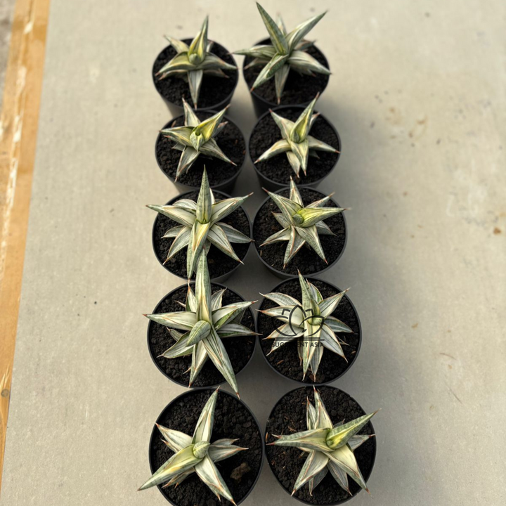 WHOLESALE : 10 pcs Sansevieria Blue clone White Variegated