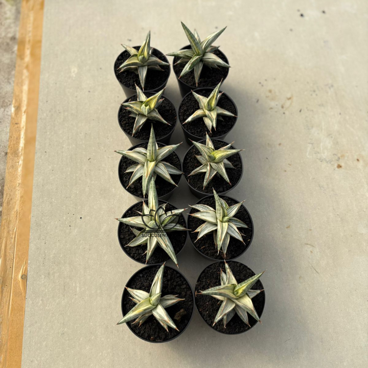 WHOLESALE : 10 pcs Sansevieria Blue clone White Variegated
