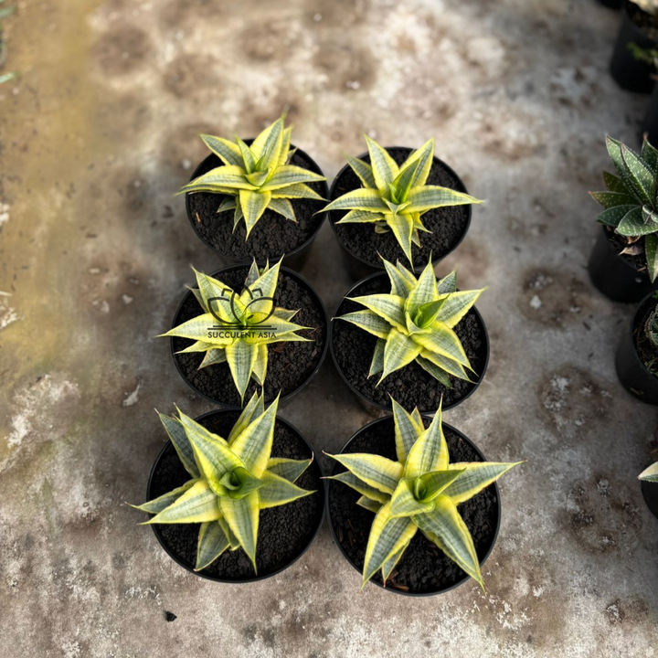 WHOLESALE : 5 pcs Sansevieria Sweet celery variegated